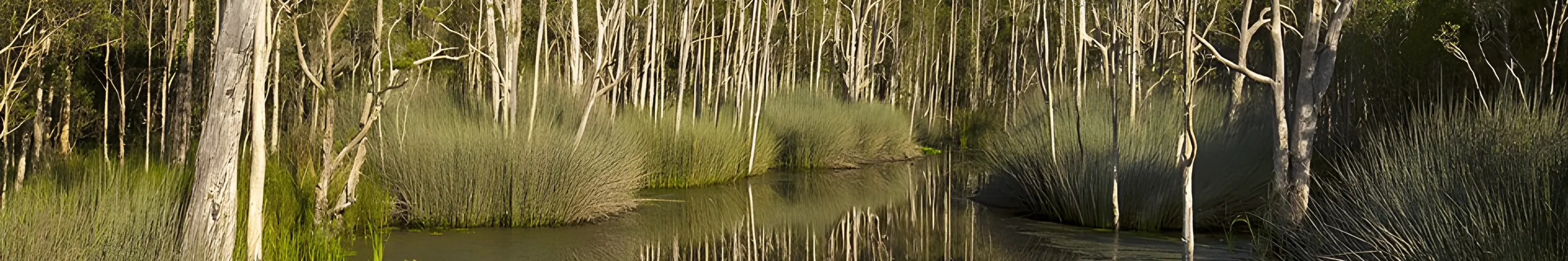 A still wetland among paperbarks in Karawatha Forest