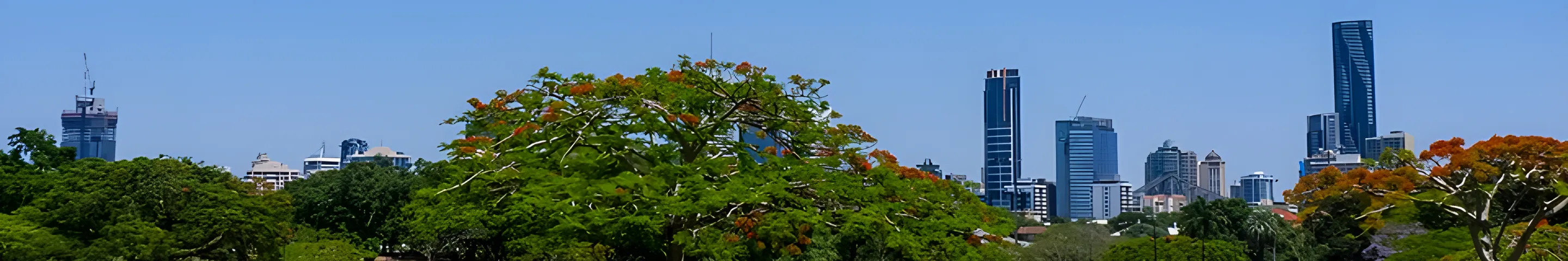 A poinciana in New Farm Park with the city skyline behind